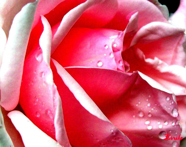 Róża #róża #kwiaty #rosa #krople