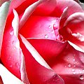 Róża #róża #kwiaty #rosa #krople