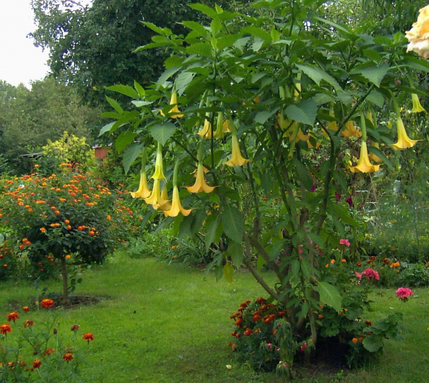 DATURA I LANTANA