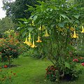 DATURA I LANTANA