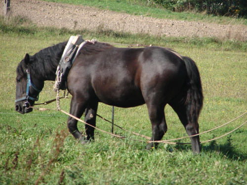 marzenia #koń #konie #wakacje #ksz #mylog #marchew #grzyby #grzybobranie #praca #zabawa
