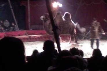 Cyrk Arlekin-sezon objazdowy 2007. Zapraszamy na www.portalcyrkowy.ubf.pl #cyrk #arlerkin #kmc #rozrywka #radom #portalcyrkowy #portal #cyrkowy #klaun #clown