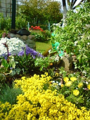wiosną skalniak w moim ogrodzie #działka