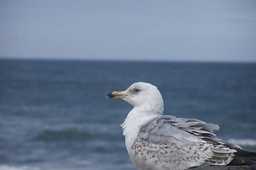 Kołobrzeg 2010 #morze #mewa #łabędź #plaża #piasek #niebo