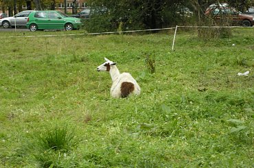 Cyrk Safari-2010. Zapraszamy na www.portalcyrkowy.ubf.pl #cyrk #safari #sezon #clown #rzeszów #występycyrkowe #kmc #portal #cyrkowy #portalcyrkowy #cyrksafari #arena