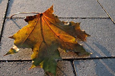 Jesień w parterze #Warszawa #liść #jesień #chodnik