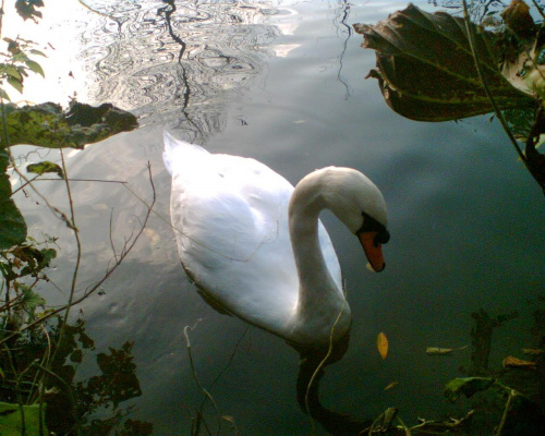 czasem komorka lacze sie z natura :) #labadz #jesien #ptak #przyroda