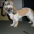 shih tzu Figa
