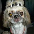shih tzu Figa