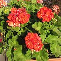 pelargonie na balkonie dziś