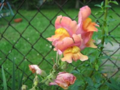 różowo-pomarańczowy kwiatek #kwiaty #kwiatek #ogród