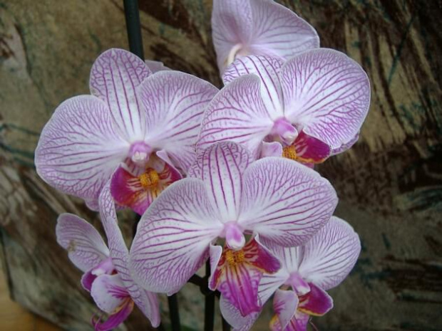 Phalaenopsis