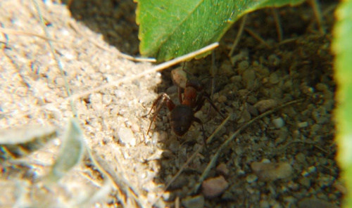 mrówczy żywot #mrówki #przyroda