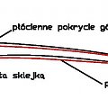 Profil Albatrosa