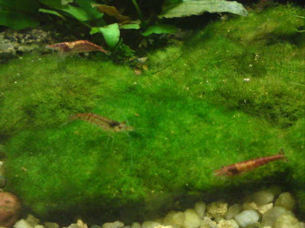 Krewetki Red Cherry -
Neocaridina heteropoda var. red
Neocaridina denticulata sinensis "Fire Red" #KrewetkiRedCherryRC