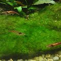 Krewetki Red Cherry -
Neocaridina heteropoda var. red
Neocaridina denticulata sinensis "Fire Red" #KrewetkiRedCherryRC