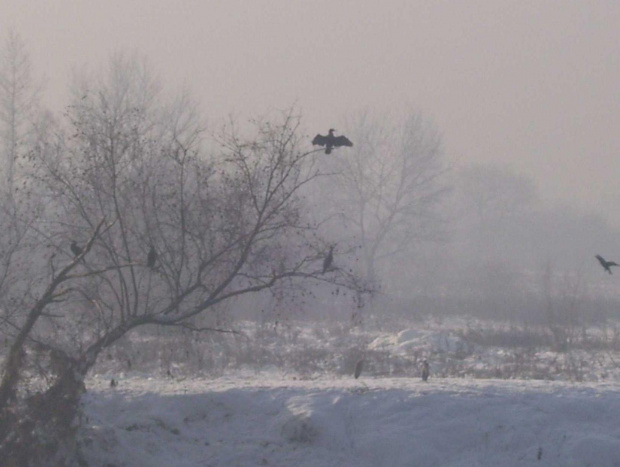 Kormorany zimą #Kraków #kormorany #wisła #zima #ptaki