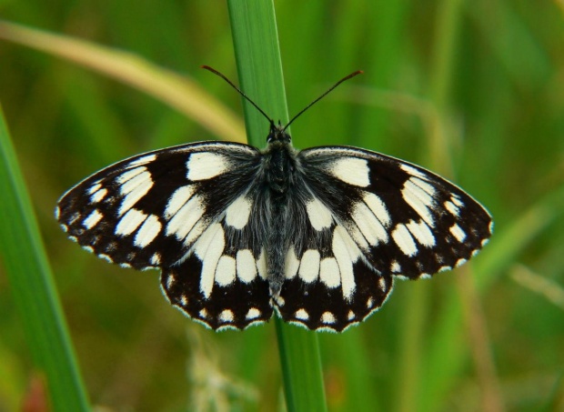 szachownica galatea #motyle #makro #owady #przyroda