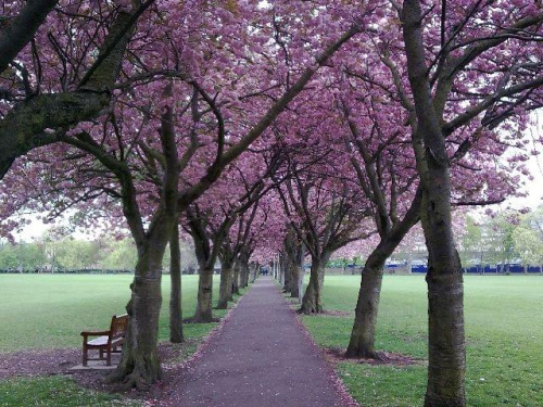 Park w Edynburgu.