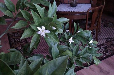 Piękne kwiaty i jak pachną... #cytrusy