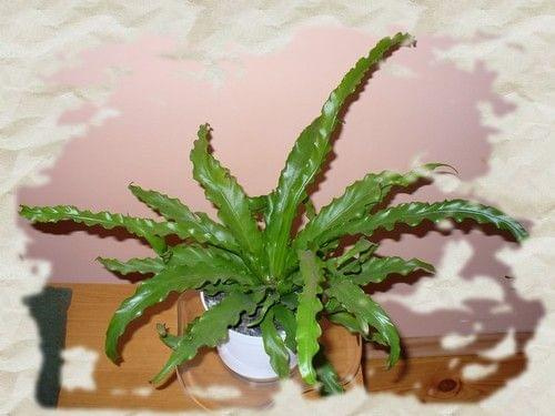 Asplenium antiquum 'Osaka' / Zanokcica japońska