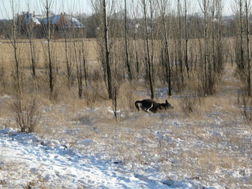 w zimowej scenerii #pies #psy #zwierzęta
