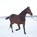 Moja Madera Schagia u mnie zamieszka w stajni po torach wyścigowych będzie rodzic championy dla mnie :)))przyjechała aż z Walewic SK