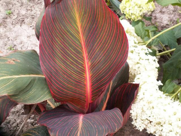 Canna "Durban"