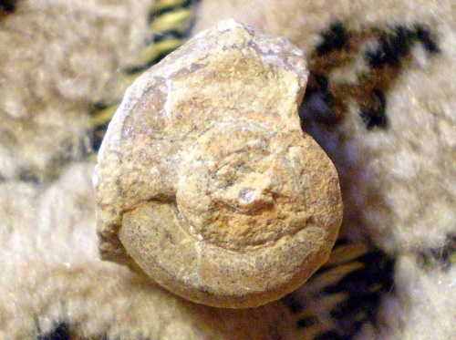Ślimak . Długość okazu - 1,4 cm . Wiek - ? Data znalezienia : 2005 . Okazy nr 21 , 24 i 32 ( patrz - mięczaki ) pochodzą z tej samej skały .