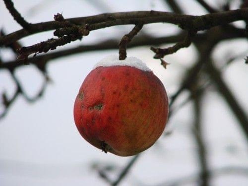 Jabłeckowy sad