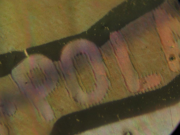 Fragment dowodu osobistego - napis dookoła granicy państwa na hologramie z awersu; duże powiększenie.