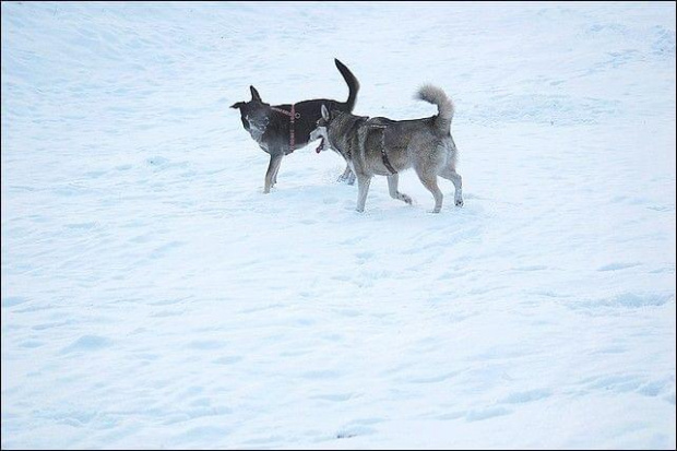 Dindek i jego ferajna