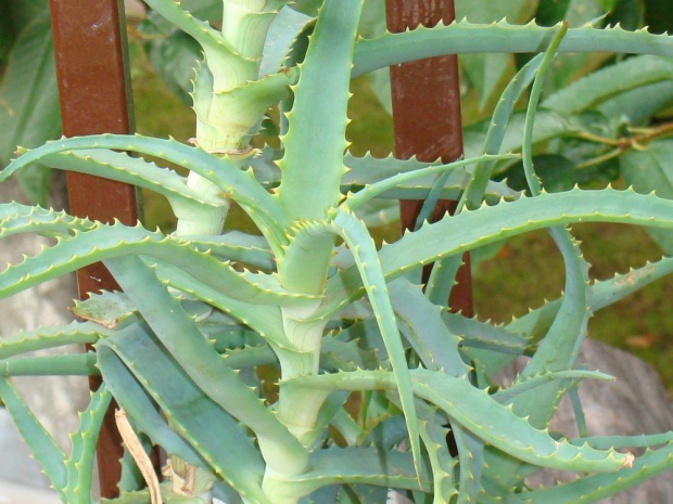 Aloe