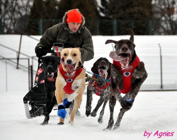 Amberdog trenuje na stdionie CKIS Pruszcz Gdański. Psy- Greystery. Sanie - Danler Hornet XC i Antipode Acrobat. #PsieZaprzęgi #greyster #ckis #PruszczGdański #IgorTracz #OlgierdTracz #AgataKaczyńska #traczer