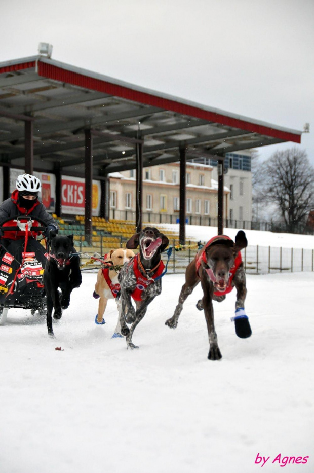 Amberdog trenuje na stdionie CKIS Pruszcz Gdański. Psy- Greystery. Sanie - Danler Hornet XC i Antipode Acrobat. #PsieZaprzęgi #greyster #ckis #PruszczGdański #IgorTracz #OlgierdTracz #AgataKaczyńska #traczer