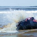 martwy wieloryb -plaża w Irlandi