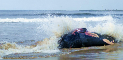 martwy wieloryb -plaża w Irlandi