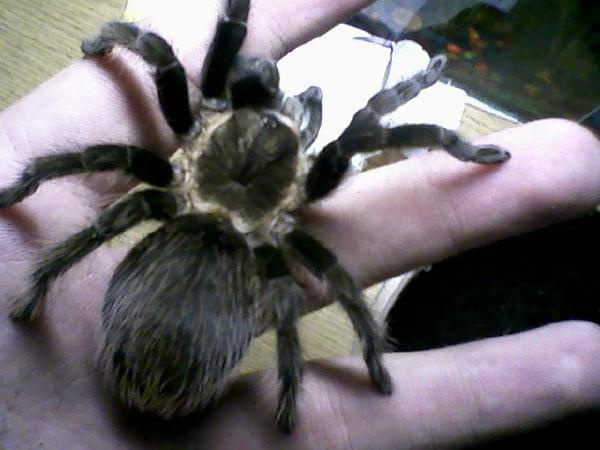 Brachypelma angustum. Moja ulubienica z hodowli.
L10 DC około 3,5cm.