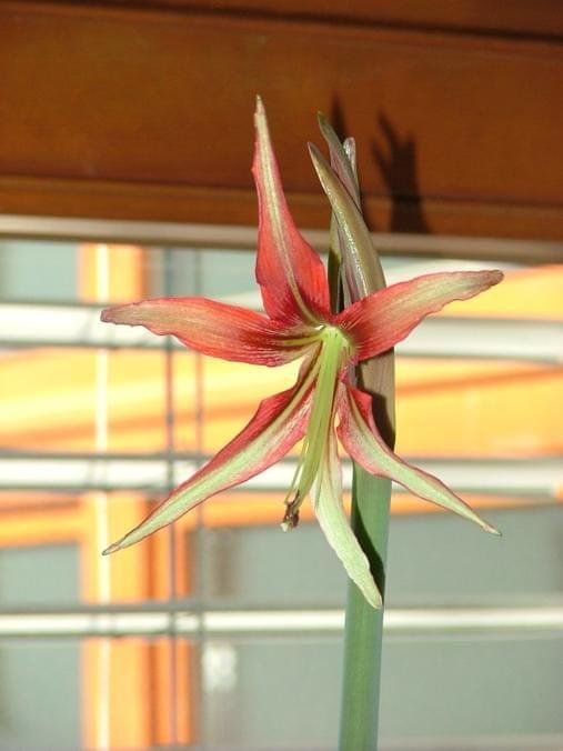 odmiana 'La Paz' - 25 kwietnia 2008 #amarylis #LaPaz #Hippeastrum #hydroponika