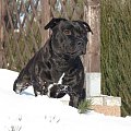 Trolik
