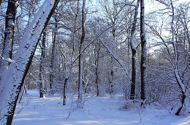 Rudy,zima,park #Rudy #zima #park