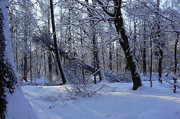 Rudy,zima,park #Rudy #zima #park