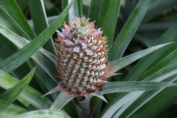 Sri Lanka ananas