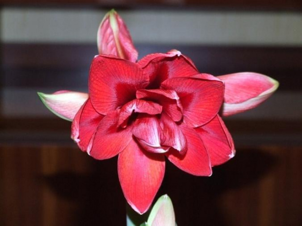 odmiana 'Double Dragon' - 24 stycznia 2009 #amarylis #DoubleDragon #Hippeastrum #hydroponika