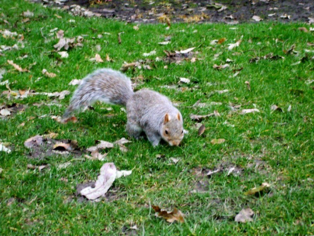 royal botanic gardens - edinburgh