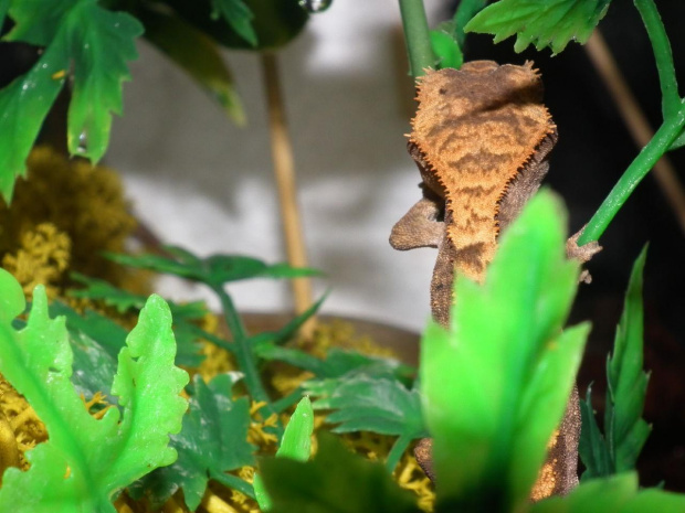 #RhacodactylusCiliatus #GekonOrzęsiony #CrestedGecko