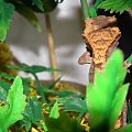 #RhacodactylusCiliatus #GekonOrzęsiony #CrestedGecko