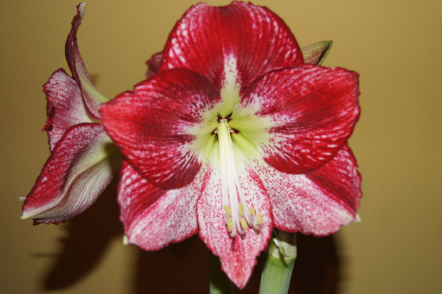 #hippeastrum #amarylis