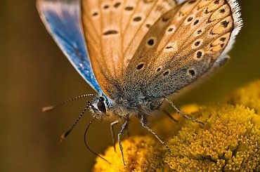 Modraszek #modraszek #motyle #makro