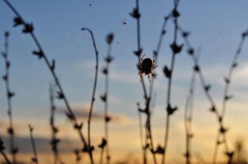 #pająk #jesień #ZachódSłońca